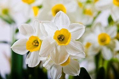 《街头霸王6》首届日本最大电竞CR杯今日开战 知名选手参加